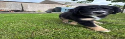 Mixed Breed dogs for sale: Border Collie x Golden Retriever pups for sale  in Glasgow - Advert 13