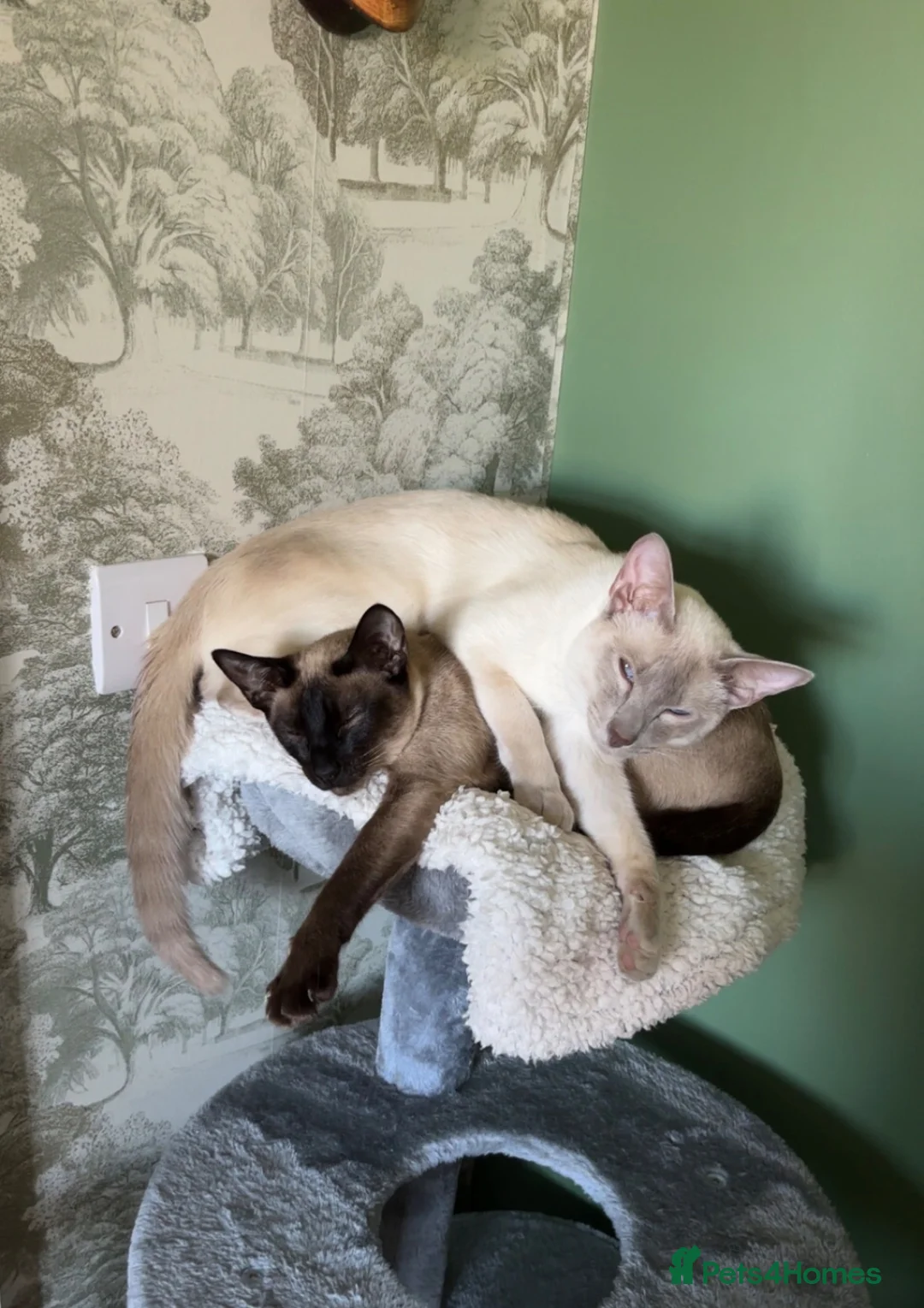 Siamese cats for sale: Two female Siamese kittens  - Advert 3