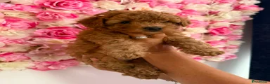 Toy Poodle 1