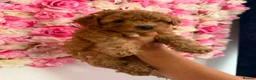 Toy Poodle dogs for sale: Toy poodle  in Blackpool - Advert 5