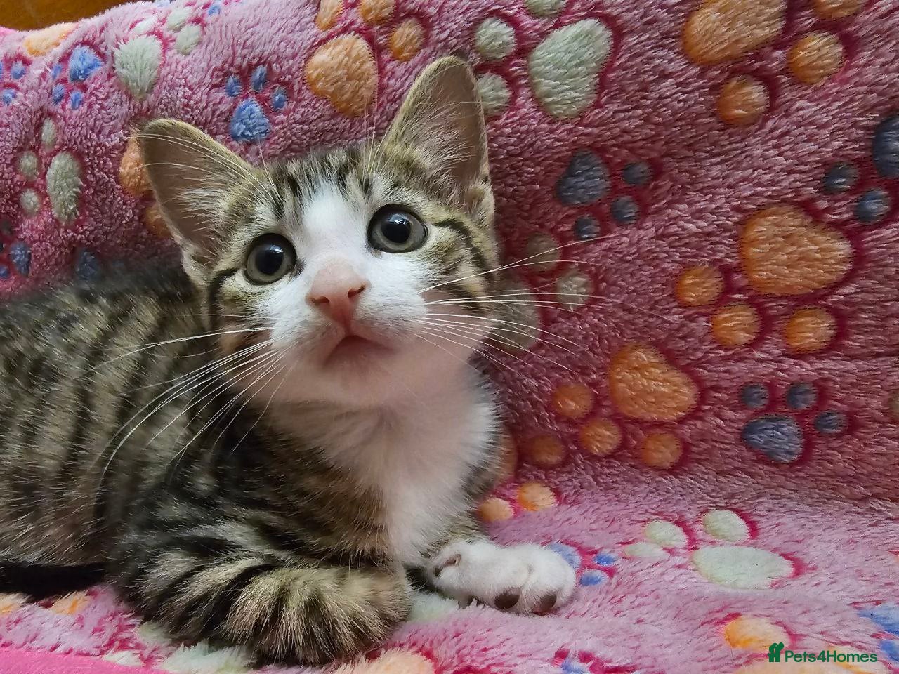 Mixed Breed cats Affectionate tabby female kitten - Advert 5