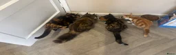 Mixed Breed cats for sale: Three little ones left to go.. in Barnsley - Advert 1