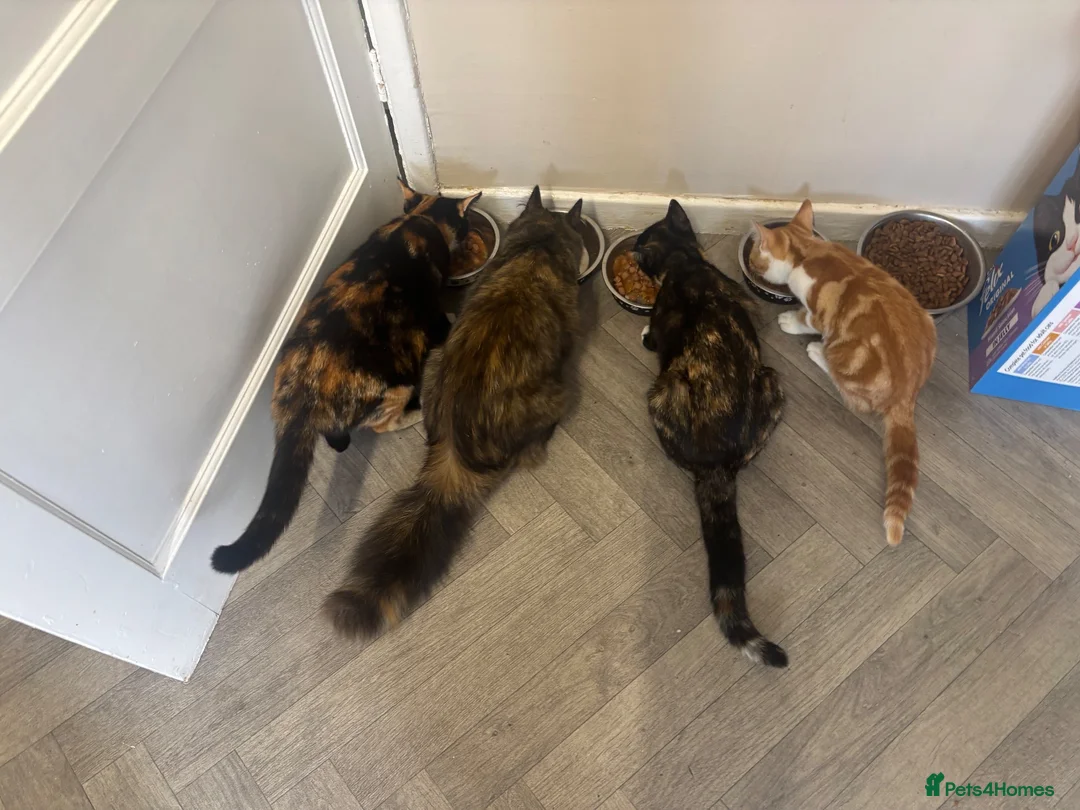 Mixed Breed cats for sale: Three little ones left to go.. in Barnsley - Advert 1