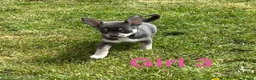 Chihuahua dogs for sale: Smooth Coat chihuahua  in Airdrie - Advert 4
