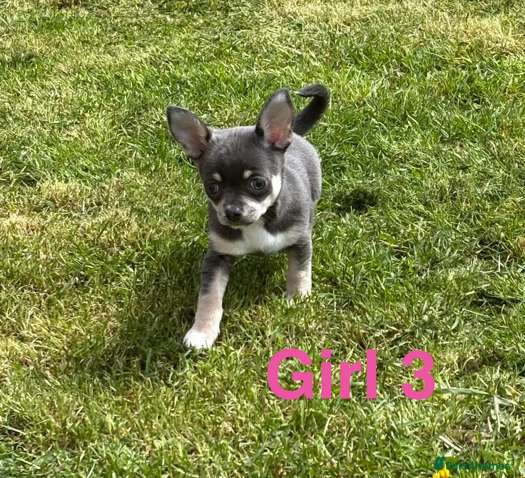 Chihuahua dogs for sale: Smooth Coat chihuahua  in Airdrie - Advert 4