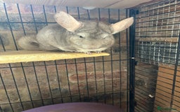 Chinchilla rodents for sale: 2 Bonded Male Chinchillas - Image 1