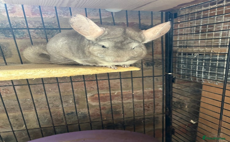 Chinchilla rodents - Advert 5