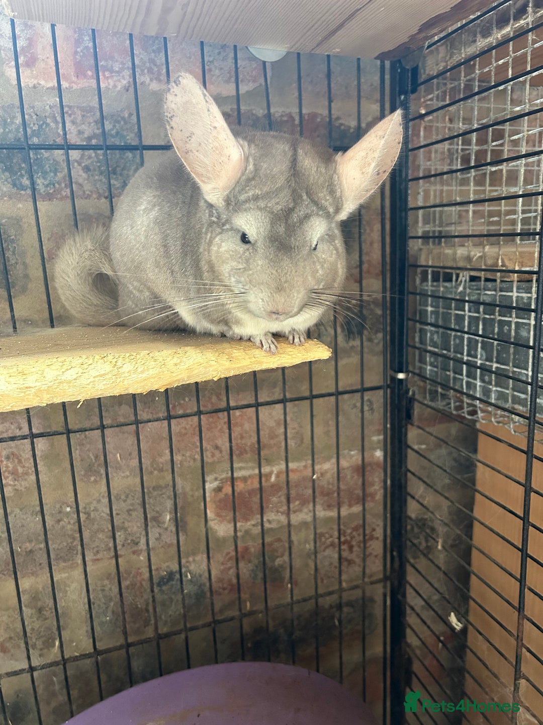 Chinchilla rodents for sale: 2 Bonded Male Chinchillas - Image 1