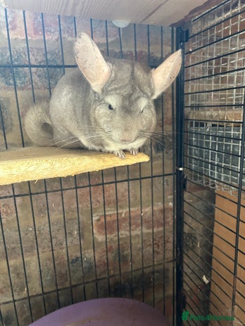 Chinchilla rodents - Advert 5