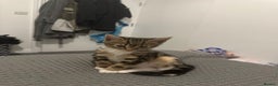 Mixed Breed cats for sale: Energetic & playful Tabby cat - Advert 9