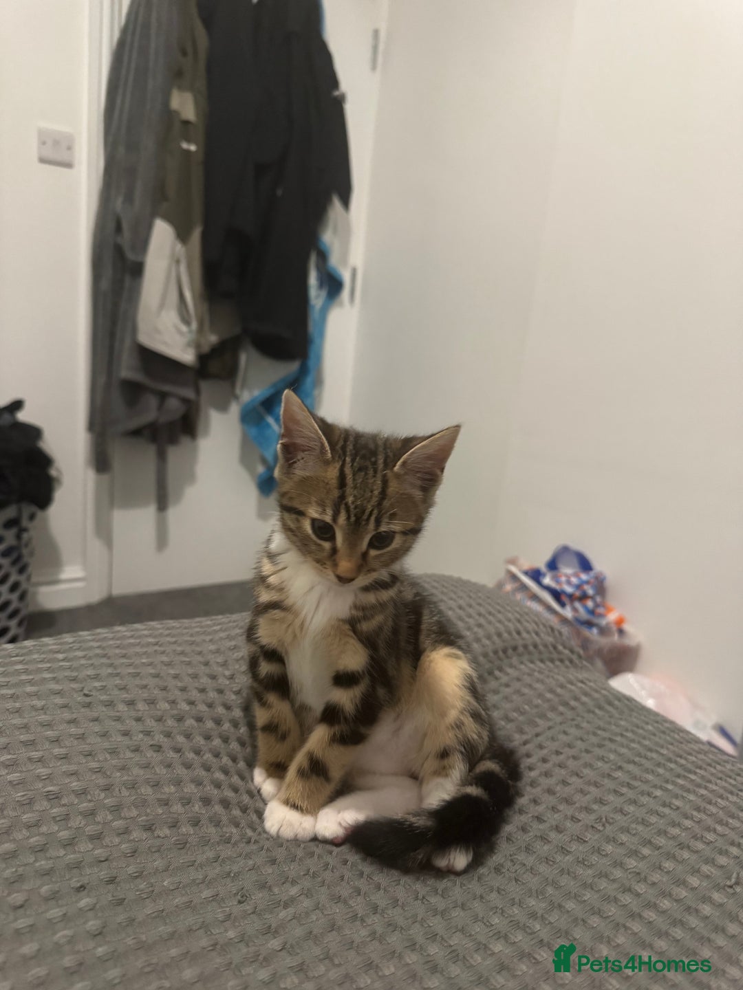 Mixed Breed cats for sale: Energetic & playful Tabby cat - Advert 9