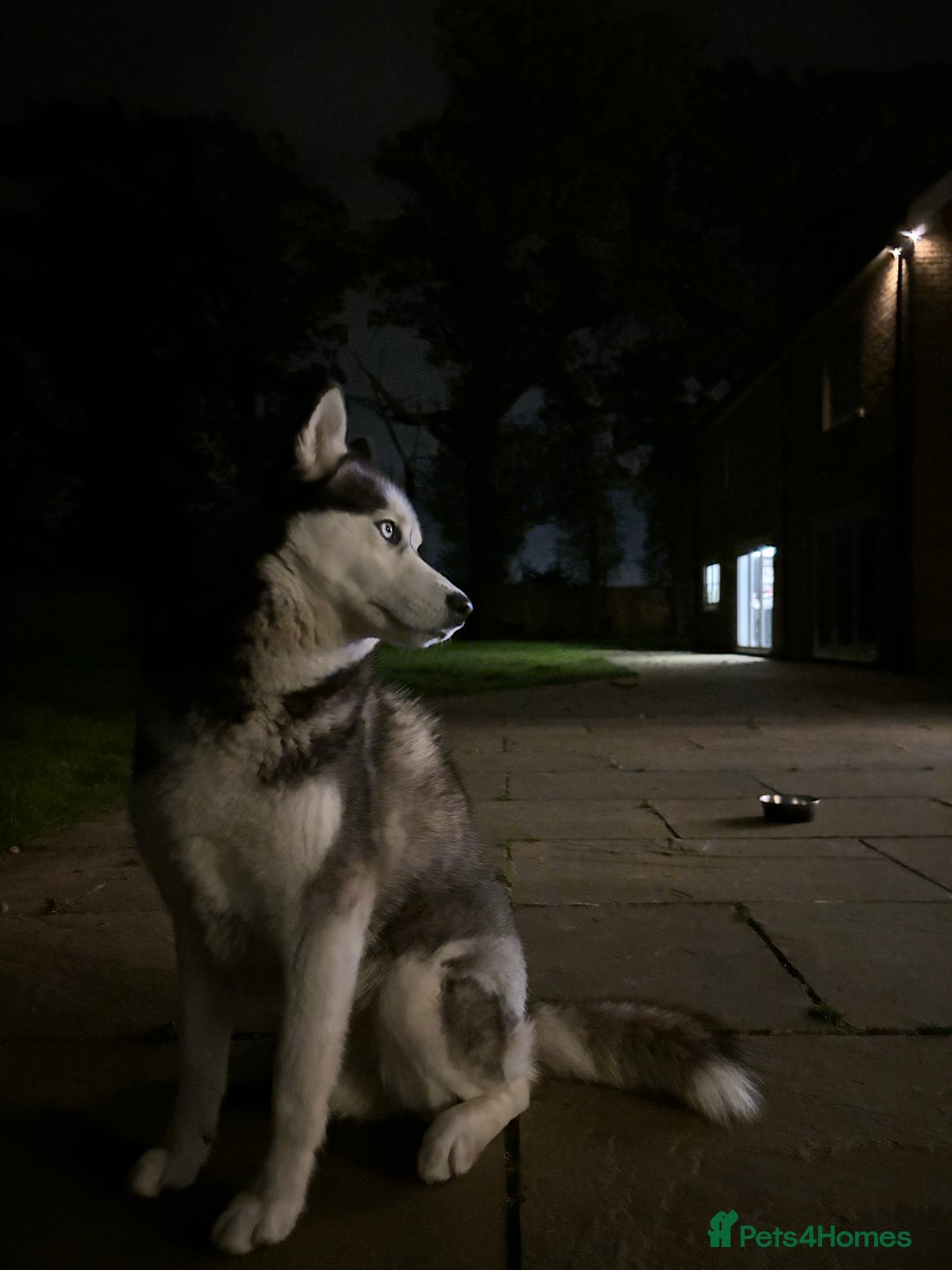 Siberian Husky dogs for sale: Dog Minder for one year to Siberian Husky - Advert 1