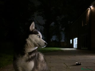 Siberian Husky dogs Dog Minder for one year to Siberian Husky - Advert 12