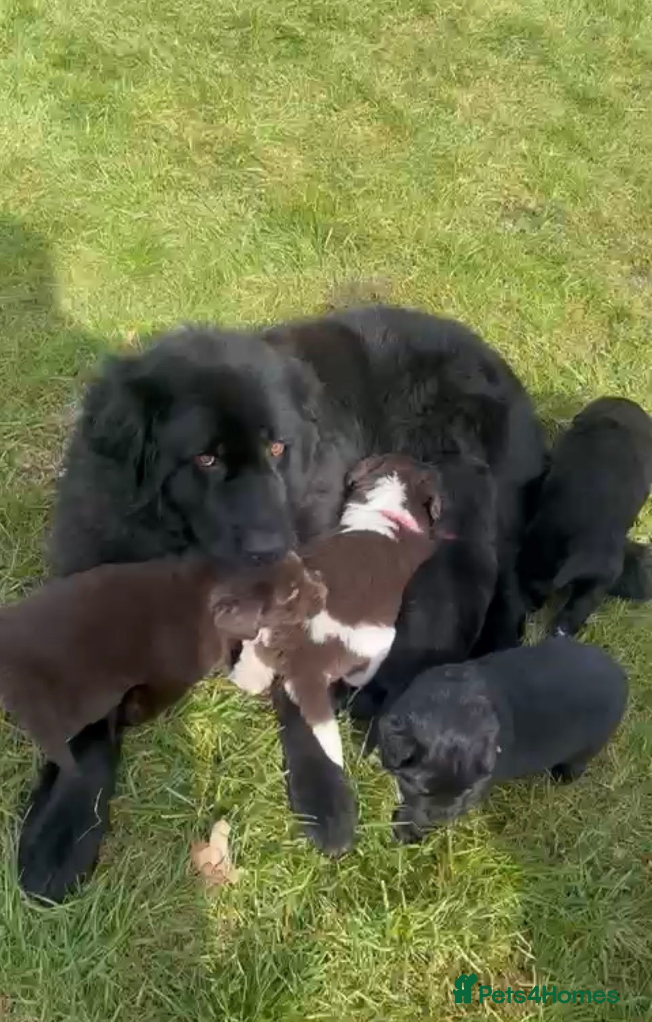 Newfoundland dogs Newfoundland pups - champion line  - Advert 5