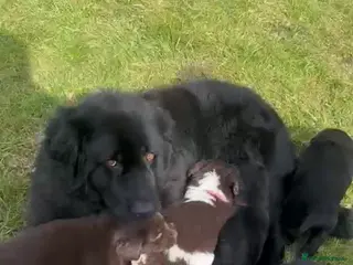 Newfoundland dogs Newfoundland pups - champion line - Advert 5