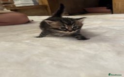 Ragdoll cats for sale: Half ragdoll stunningly marked kittens  - Image 14
