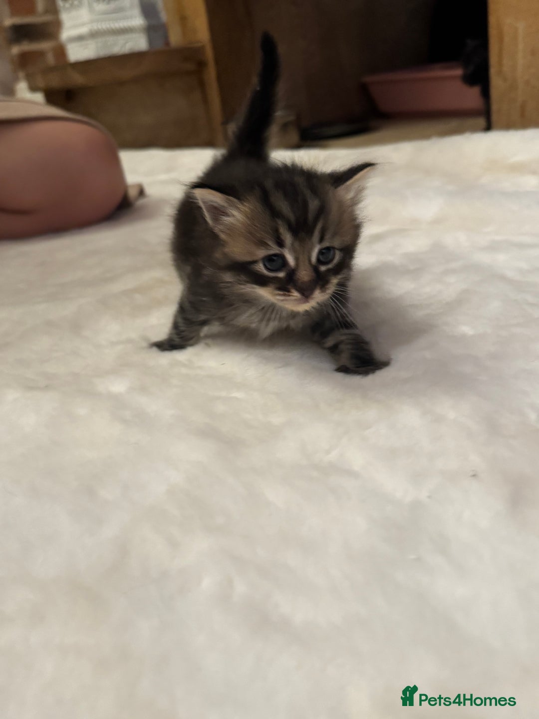 Ragdoll cats for sale: Half ragdoll stunningly marked kittens  - Image 14