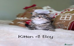 Mixed Breed cats for sale: Beautiful kittens 8 weeks old  - Advert 14