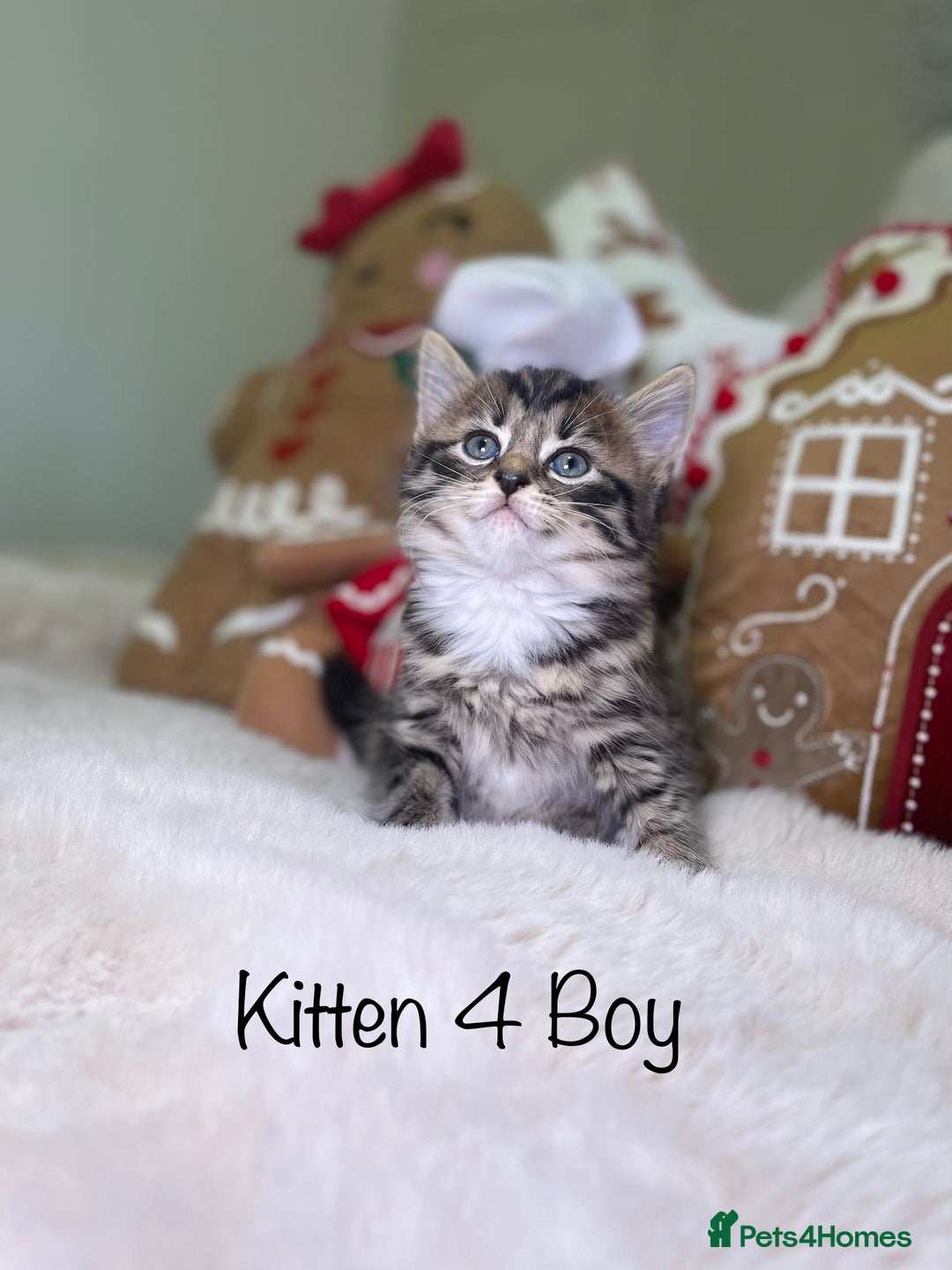 Mixed Breed cats for sale: Beautiful kittens 8 weeks old  - Advert 14