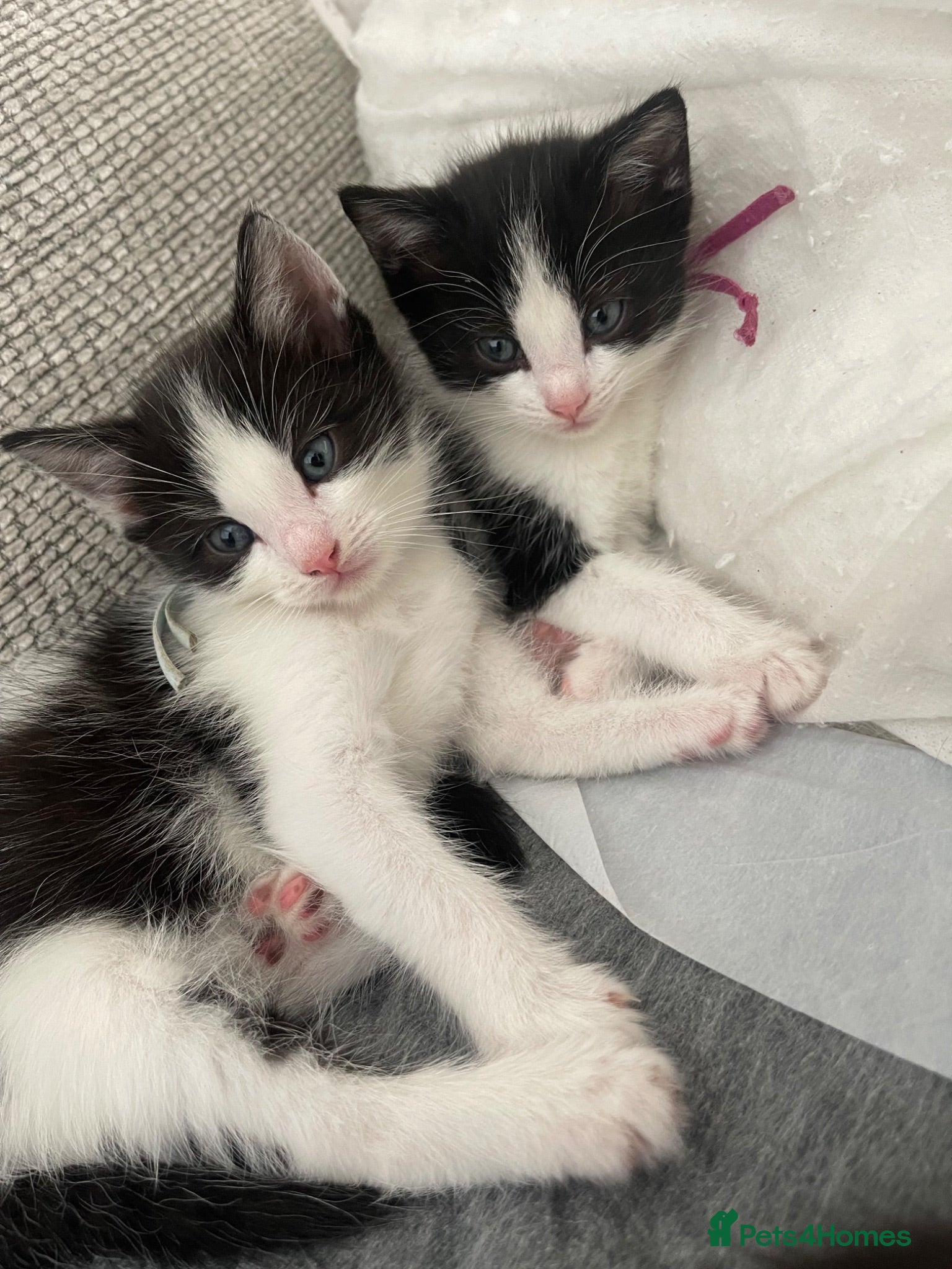 Ragdoll cats Beautiful Ragdoll Cross Kittens 🐾 - Advert 2