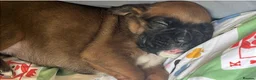 Boxer dogs for sale: Beautiful boxer puppys in Rotherham - Advert 19