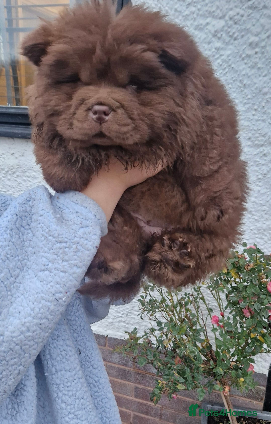 Chow Chow dogs for sale: KC Top quality of chow chow looking for new  🏠  - Advert 9