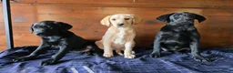 Labrador Retriever dogs for sale: Gorgeous litter of labrador puppies  - Advert 3
