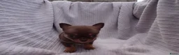 Chihuahua dogs for sale: Short Haired Chihuahua Apple Head KC Reg Puppies - Advert 26