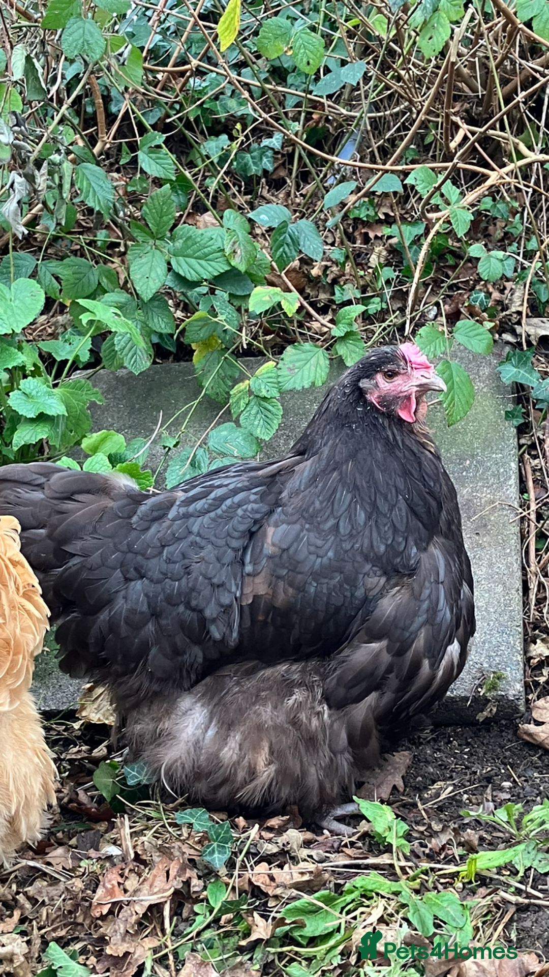 Chickens poultry for sale: Orpington chickens  - Image 3