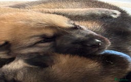 Shepsky dogs for sale: German shepherd x husky 3 weeks old  - Image 1