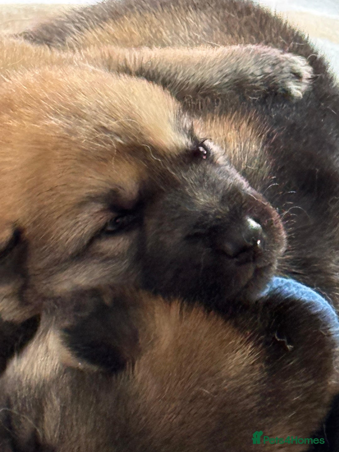 Shepsky dogs for sale: German shepherd x husky 3 weeks old  - Image 1