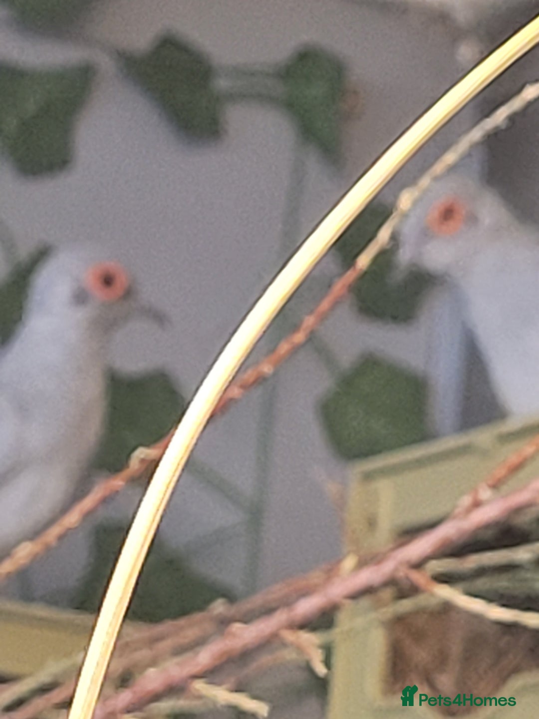 Doves birds for sale: diamond doves  - Advert 1