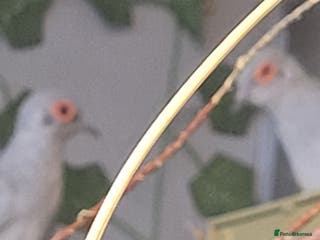 Doves birds diamond doves - Advert 1