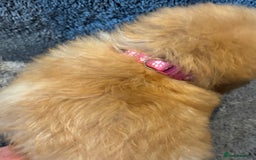 Toy Poodle dogs for sale: 2 beautiful toy poodle girls READY SOON  - Advert 6