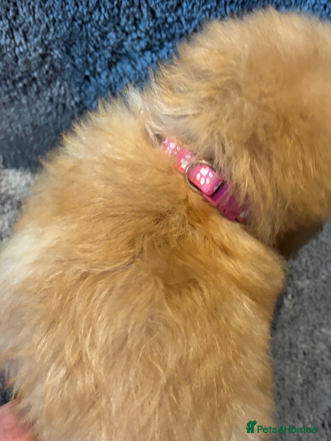 Toy Poodle dogs for sale: 2 beautiful toy poodle girls READY SOON  - Advert 6