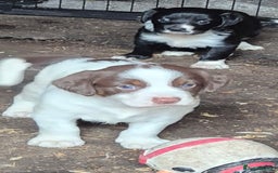 Sprollie dogs for sale:  springer x collies  - Image 2