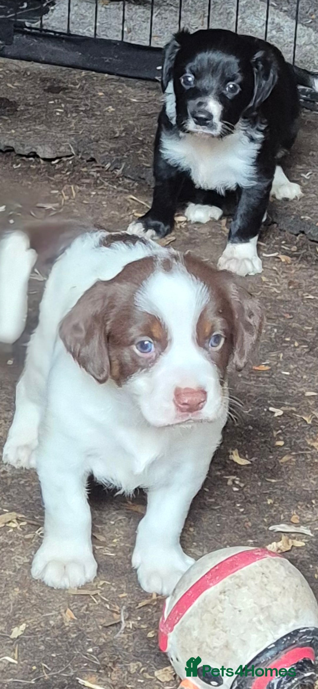 Sprollie dogs for sale:  springer x collies  - Image 2