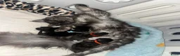 Maine Coon cats for sale: TICA Maine coon kittens - Advert 24