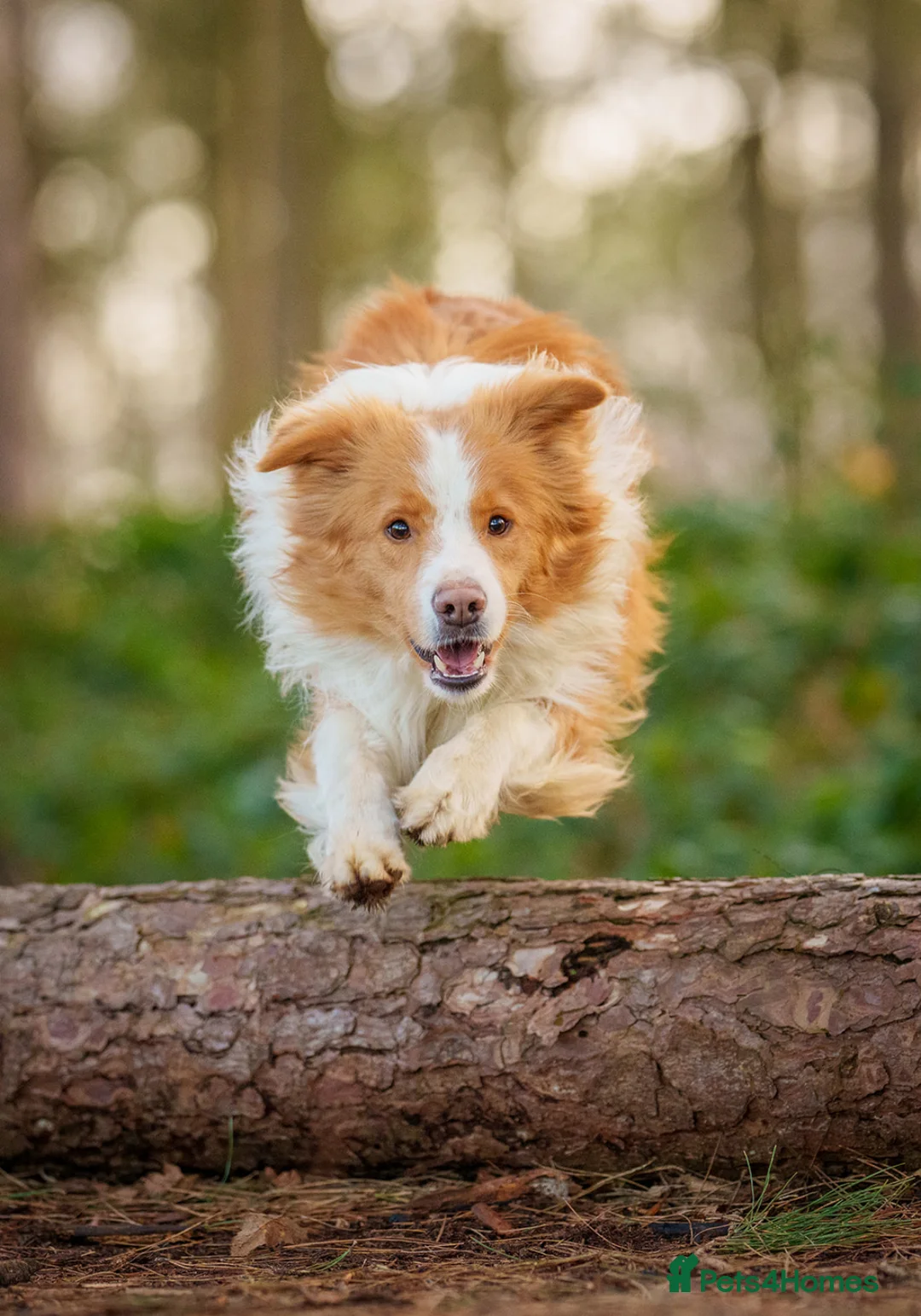Border Collie dogs for stud: KC REG FULLY HEALTH TESTED EE RED/GOLD STUD  in Doncaster - Advert 14