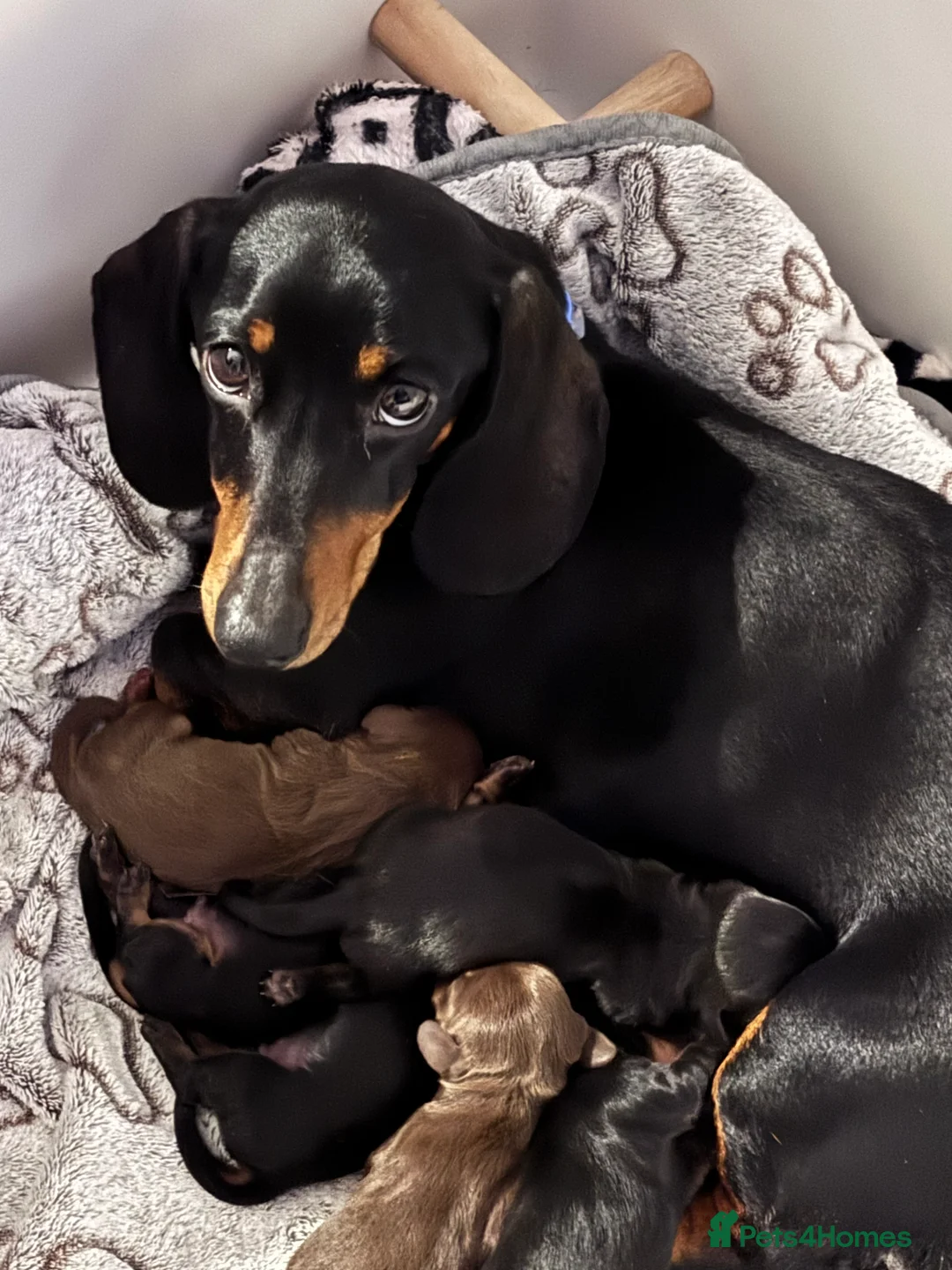 Miniature Dachshund dogs for sale: Beautiful boy looking for his loving careing home  - Advert 2