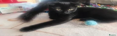 Russian Blue 2