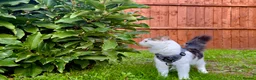 British Shorthair cats for sale: 6 months old boy to be rehomed  in Coventry - Advert 2
