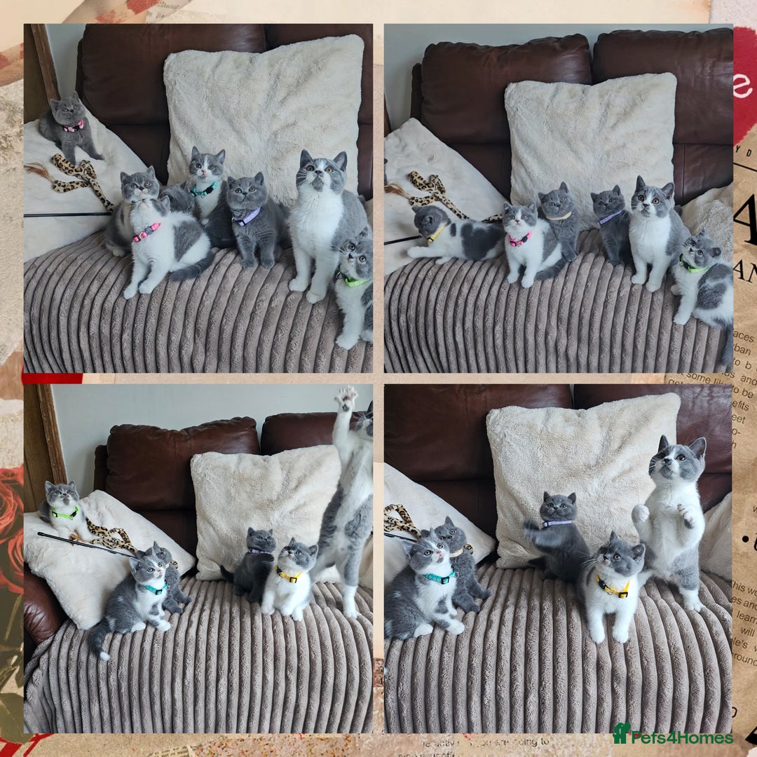British Shorthair cats for sale: Tica registered british shorthair kittens - Image 17
