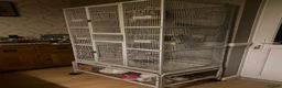 Parakeets birds for sale: 2 kakarkis males inc cage already bonded siblings in Derby - Advert 3