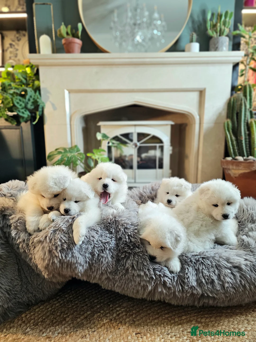 Samoyed dogs for sale: ⭐ EXCEPTIONAL BEAR-HEAD PUPPIES ⭐Champion Heritage - Advert 2