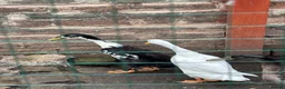Ducks poultry for sale: 3 month old male Indian runner ducks  in Falkirk - Advert 8