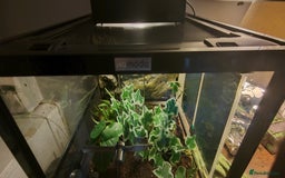 Gecko reptiles for sale: Full setup komodo  - Image 2