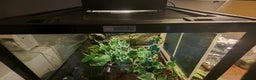 Gecko reptiles for sale: Full setup komodo  - Advert 2