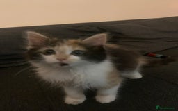 Mixed Breed cats for sale: Kitten for sale  - Image 3