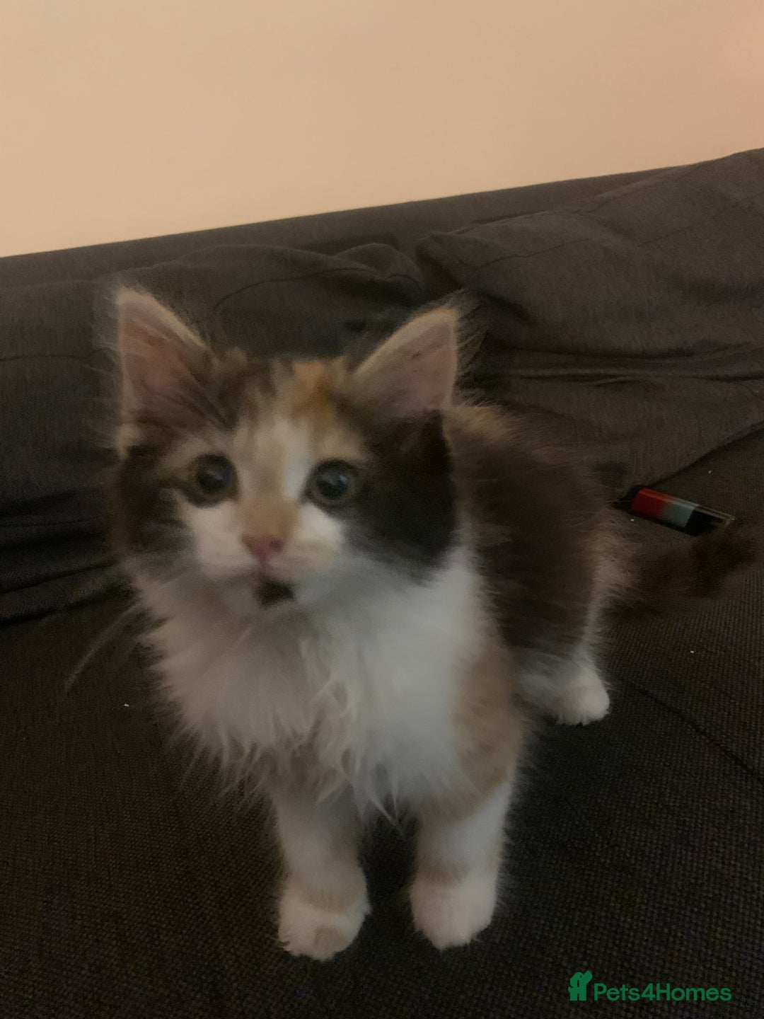 Mixed Breed cats for sale: Kitten for sale  - Image 3